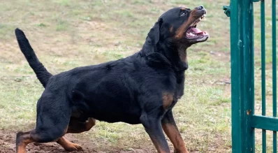 Delivery workers and the dangers of dogs they encounter