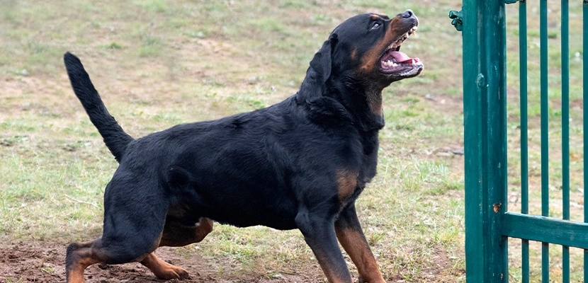 Delivery workers and the dangers of dogs they encounter